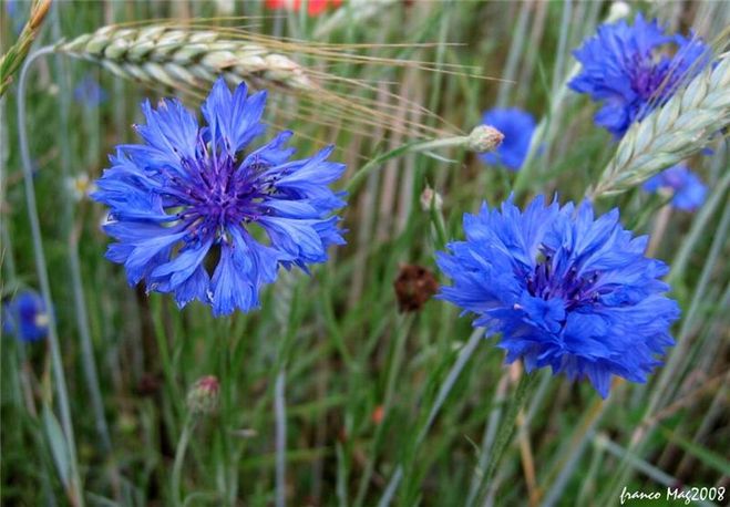 васильки во ржи
